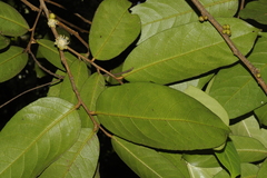 Drypetes oblongifolia